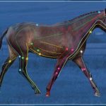 acupressuur paard